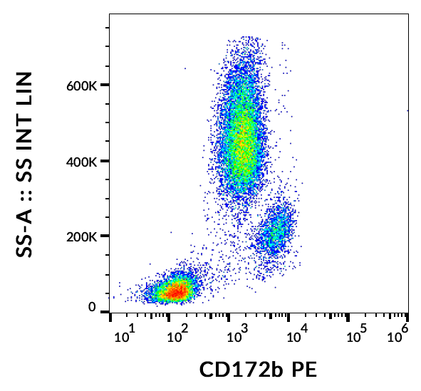 CD172b Antibody (PE)
