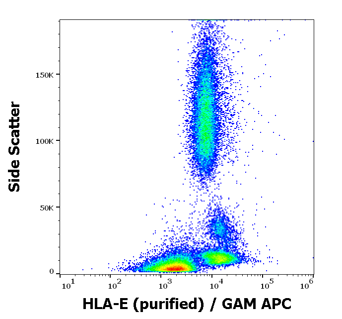 Anti-HLA-E Purified