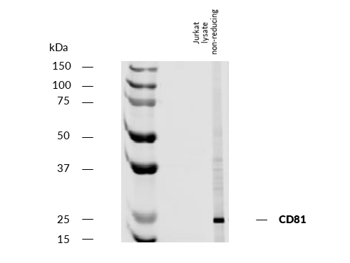 Anti-Hu CD81 Purified Low Endotoxin