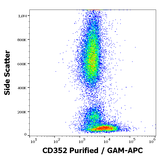 CD352 Antibody