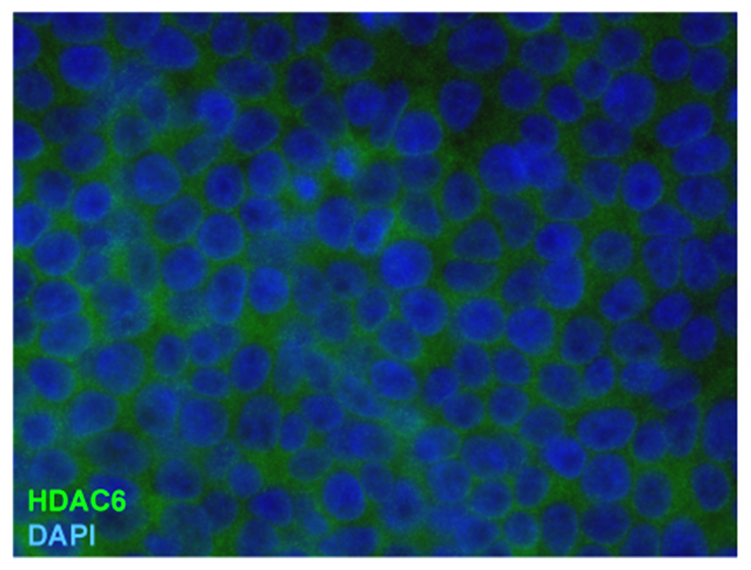 HDAC6 Antibody