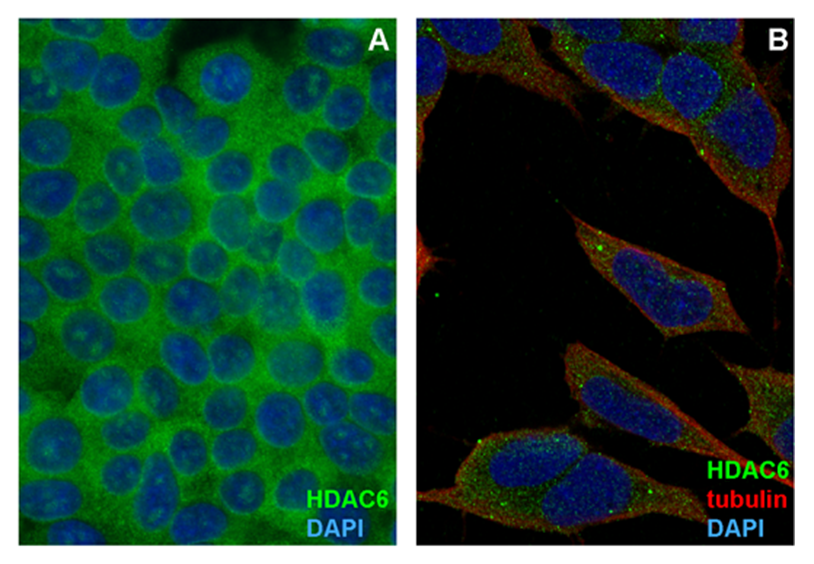 Anti-HDAC6 Purified