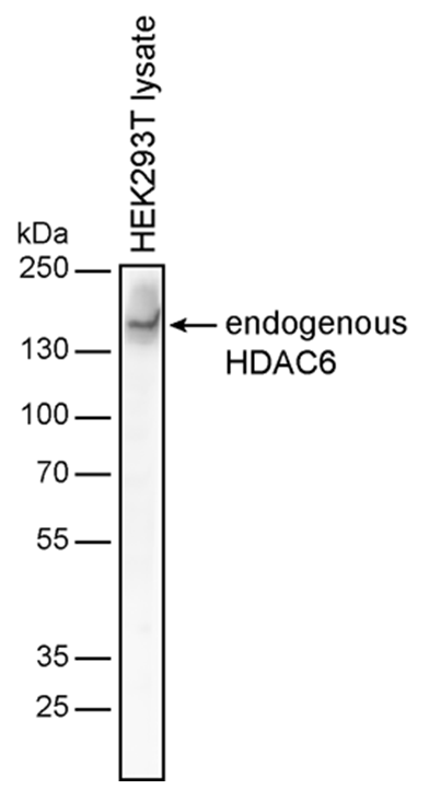 Anti-HDAC6 Purified