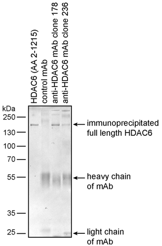 Anti-HDAC6 Purified