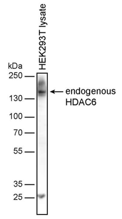 Anti-HDAC6 Purified
