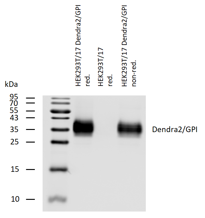 Dendra2 antibody