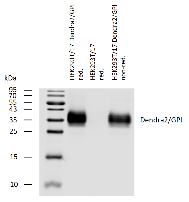 Dendra2 Antibody