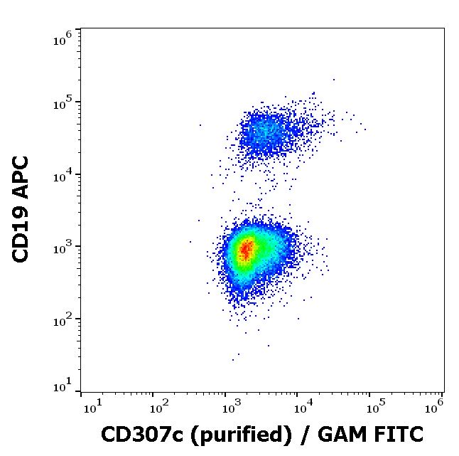 CD307c Antibody