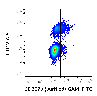 CD307b Antibody
