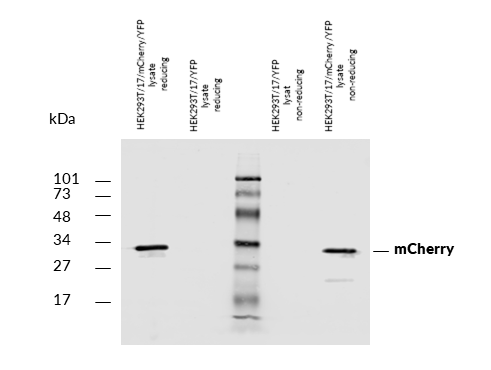 mCherry antibody