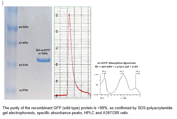 Purified recombinant Green Fluorescent Protein (wild type)