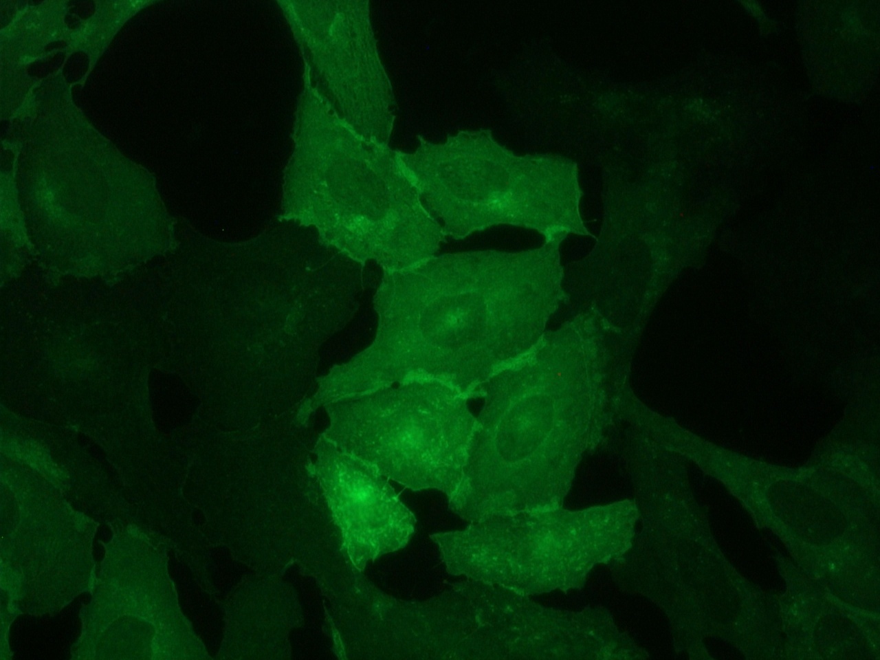 Rat E-selectin Antibody