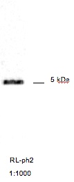 Mouse M13 phage coat protein g8p Antibody