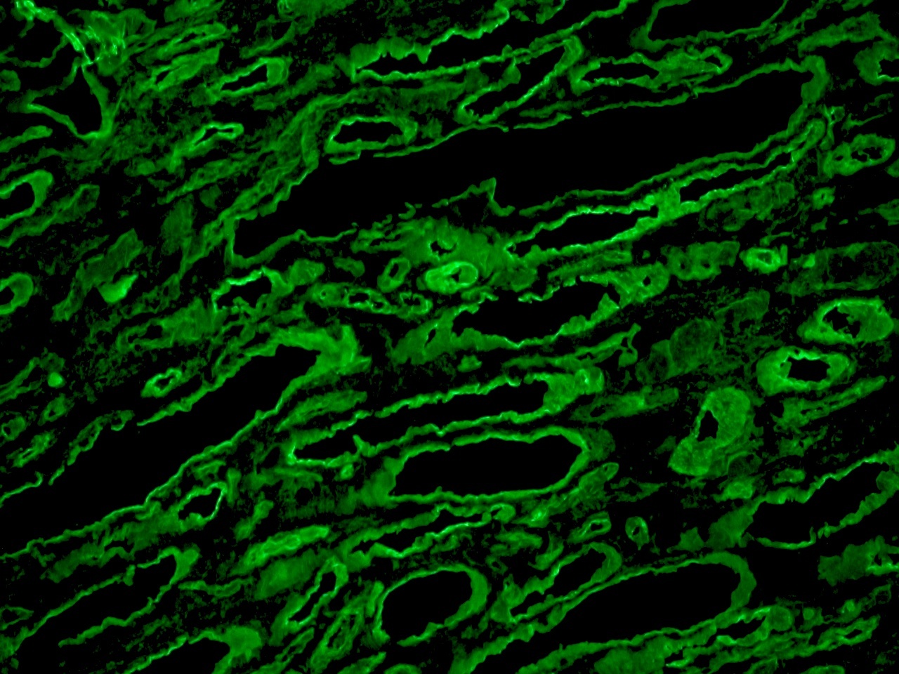 Rat Laminin Antibody