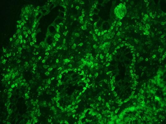 Mouse Lamin A Antibody