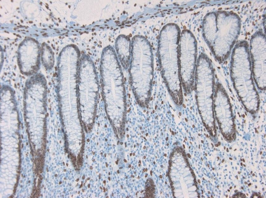 Mouse Lamin A Antibody