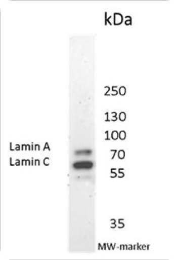 Mouse anti Lamin A and C