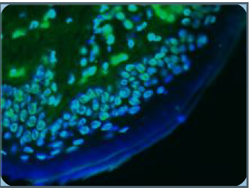 Lamin A and C antibody