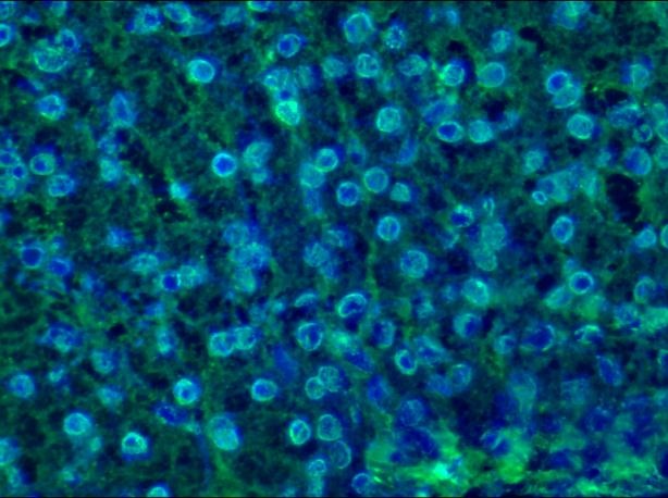 Mouse Lamin B1 Antibody