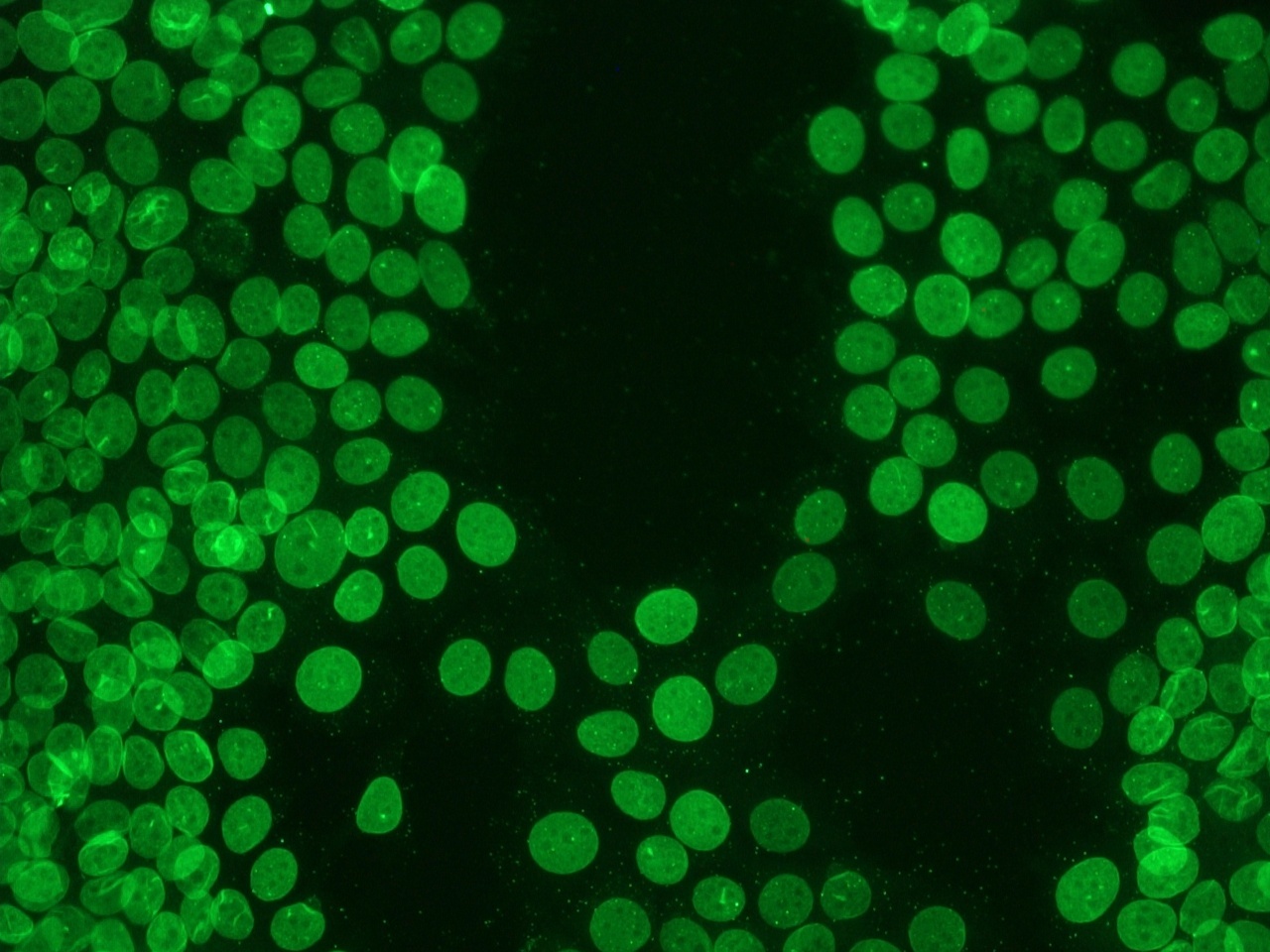 Lamin B1 antibody