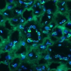 Mouse Lamin B2 Antibody