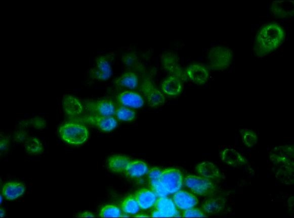 Lamin B2 antibody