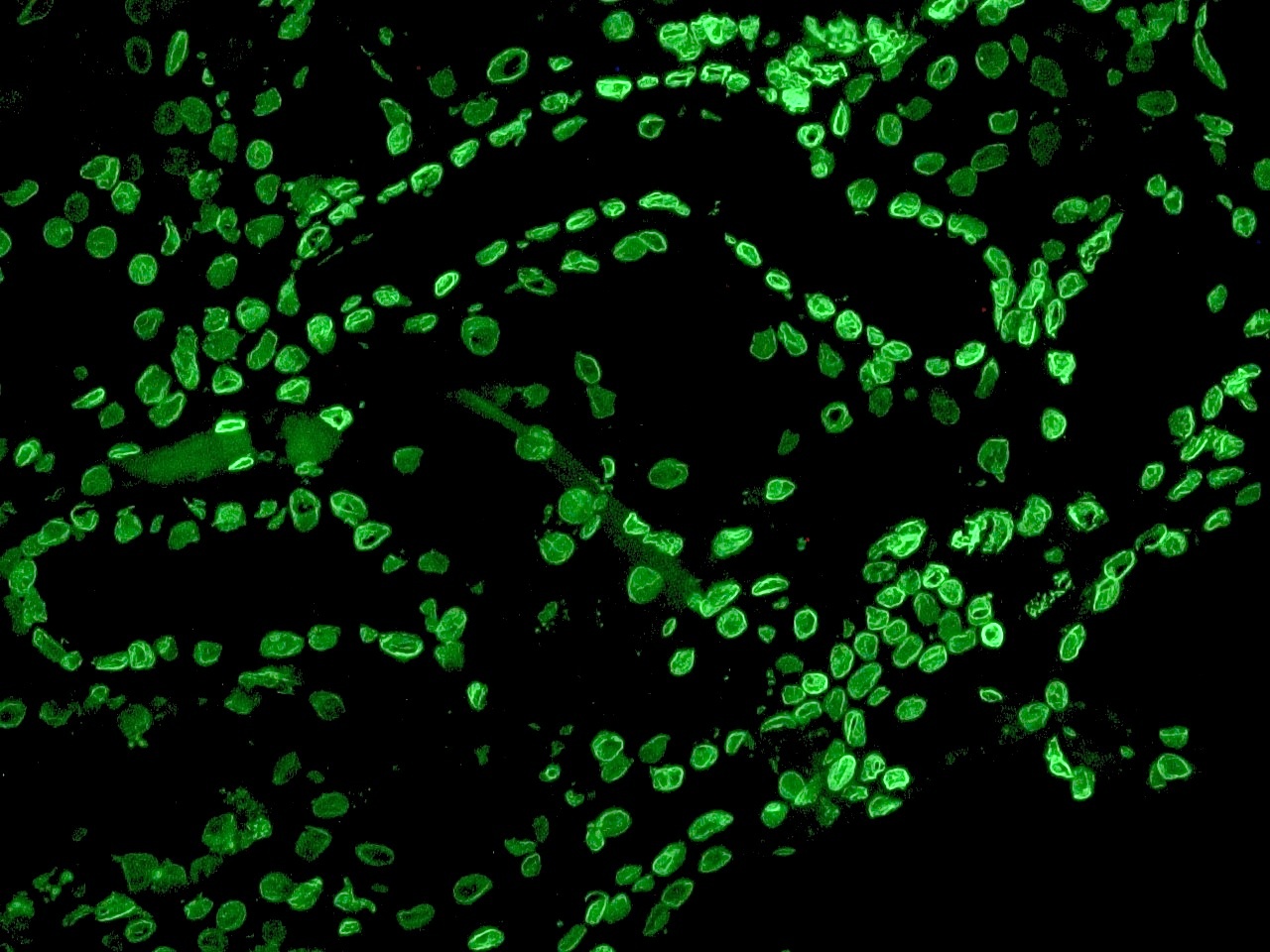 Lamin B2 antibody