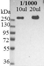 Nestin antibody