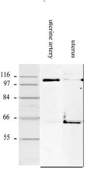 Smoothelin antibody