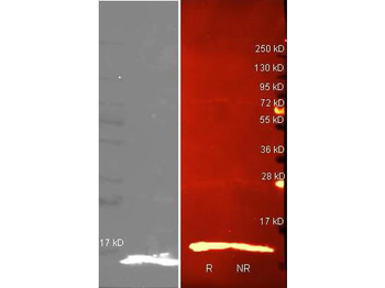 Lysozyme Antibody Biotin Conjugated