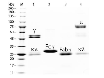 Rat IgG Fab Texas Red Antibody