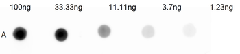 HUMAN IgG whole molecule CY5 Antibody