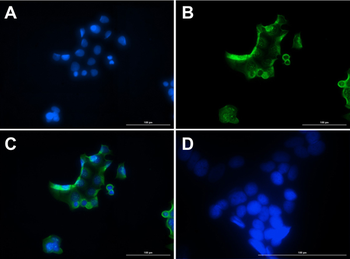 Glucagon Antibody