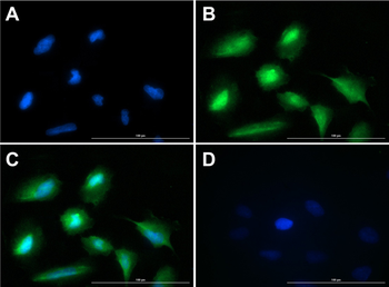 Glucagon Antibody
