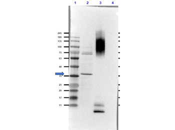 Glucagon Antibody