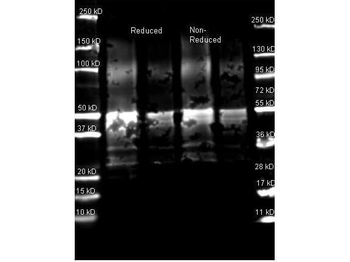 Protein A Antibody Fluorescein Conjugated