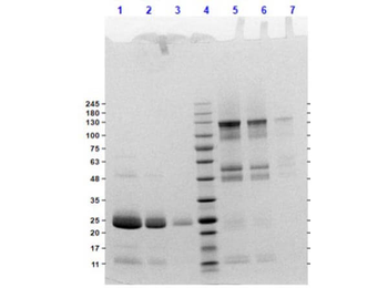 Rat IgG F(ab')2