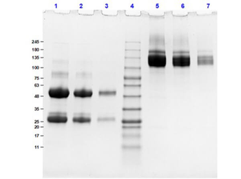 Dog IgG whole molecule