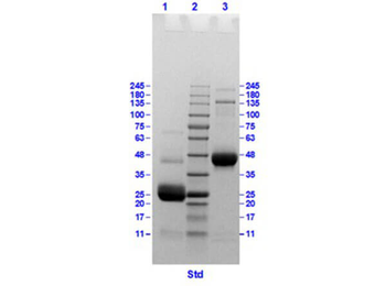Chicken IgG F(ab')2