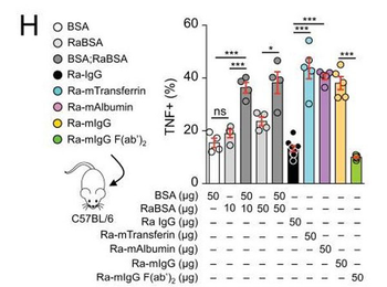 Alb Antibody