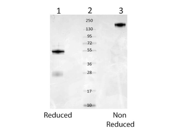 Alb Antibody