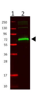 Alb Antibody
