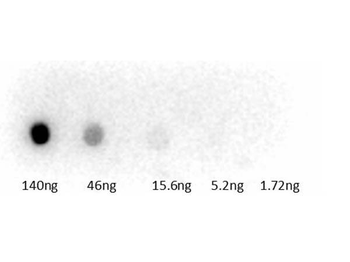 Guinea Pig Serum Antibody Peroxidase Conjugated