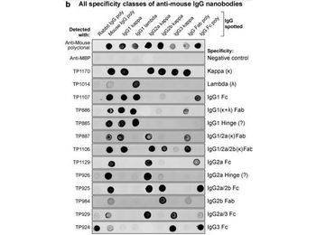 Mouse IgG1 Lambda isotype Control Antibody