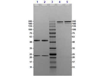 Mouse IgG3 Kappa isotype Control Antibody