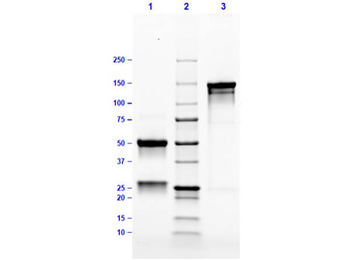 Mouse IgG3 Lambda isotype Control Antibody