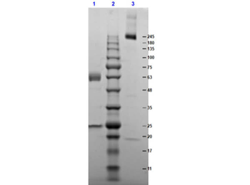 Mouse IgA Kappa isotype Control Antibody