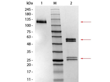 Mouse IgG1 isotype Control Antibody