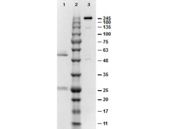 Mouse IgG2b isotype Control Antibody