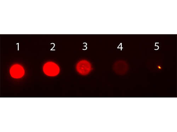 Mouse IgG2b isotype control Phycoerythrin Antibody